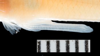 Media type: image;   Ichthyology 157067 Aspect: gonopodim